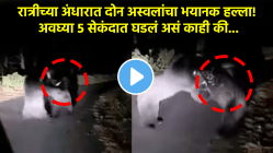 रात्रीच्या अंधारात दोन अस्वलांचा भयानक हल्ला! अवघ्या ५ सेकंदात इतकं भयंकर घडलं की…, VIDEO मध्ये पाहा थरकाप उडवणारा शेवट