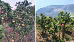 Apple Farming in Maharashtra Satara farmer Raju Bhilare apple garden | Satara Farmer Success Story apple cultivation income details | महाराष्ट्रात सफरचंद शेती सातारा शेतकरी राजू भिलारे | सफरचंद शेती यशोगाथा सातारा वाई तालुका