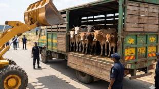 Malegaon police action on cow smuggling | Maharashtra beef ban law enforcement | Malegaon crime news updates | Police seized vehicles cattle trafficking Malegaon