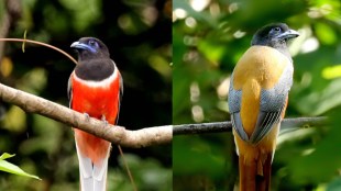 Rare Malabar Trogon bird in Barvi forest Murbad | Bird calling mobile recording threat to wildlife | Avinash Harad Honorary Wildlife Warden Thane | Badlapur Forest Department patrol Sanjay Dharavane