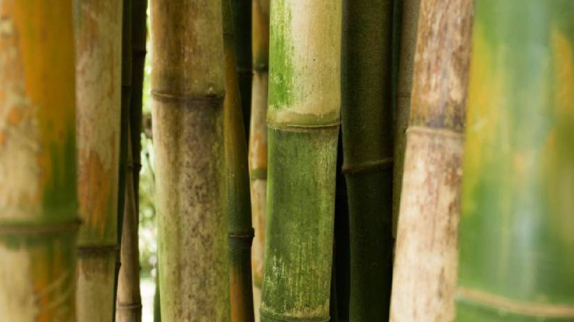 drinking sugarcane juice every day good for your body