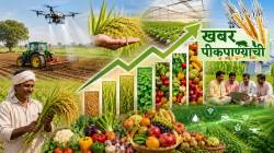 देशात लागवडी खालील क्षेत्र घटले; तरीही अन्न, फलोत्पादनात वाढ