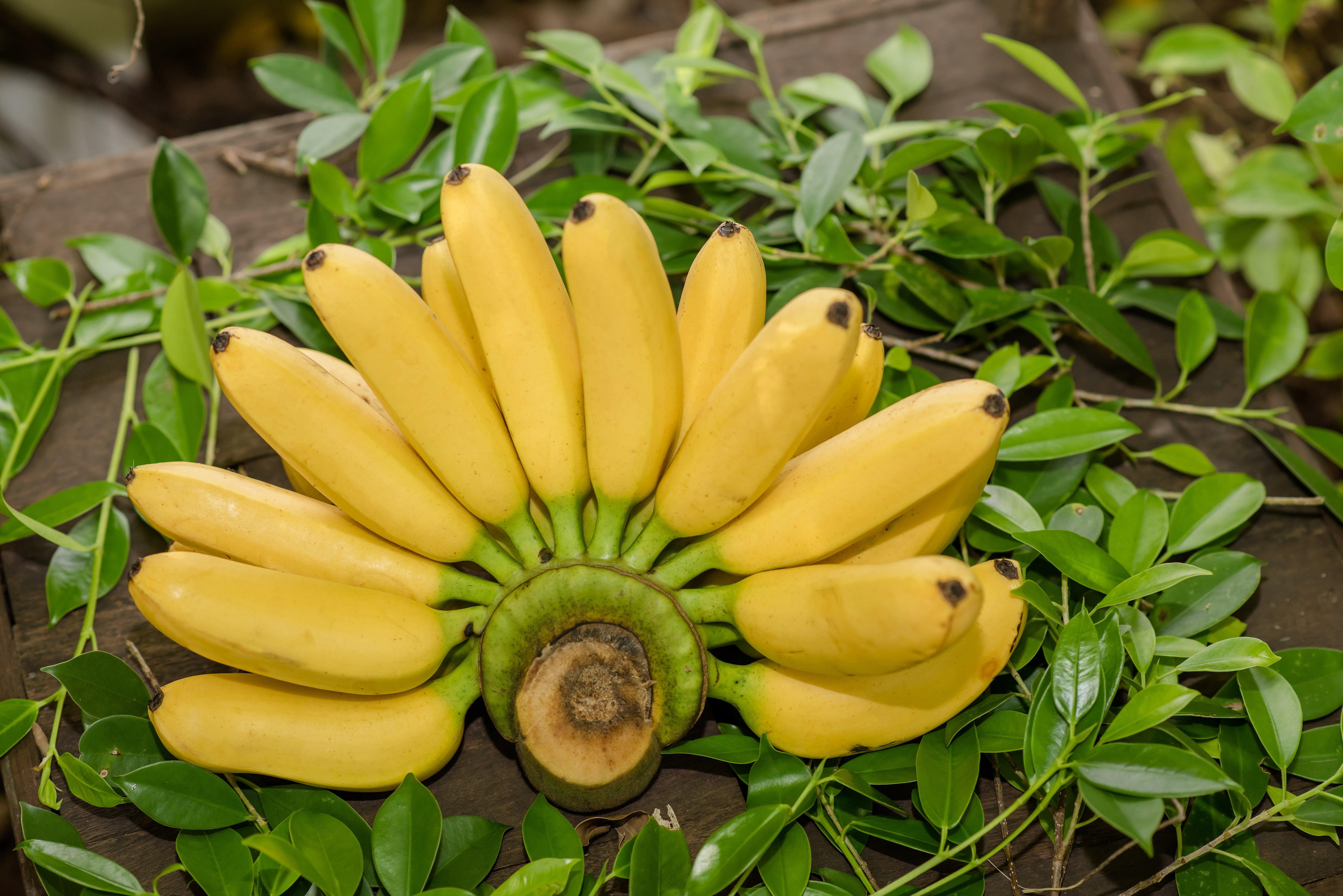 Apple vs Banana nutrition facts which is Best fruit