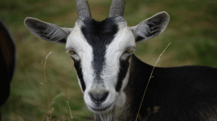 Bhiwandi Bakri Eid animal sacrifice updates | Bhiwandi Nizampur Municipal Corporation Eid arrangements | Thane district Bakri Eid news | Maharashtra Muslim festival celebration revenue