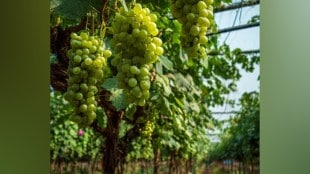Grapes in Phundkar Yojana
