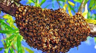 maharashtra-madhache-gao-scheme-khadi-board-honey-production-employment