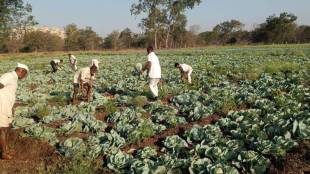 Maharashtra jail inmates farming | Organic agriculture in Yerwada Nashik prisons | Prison revenue from crops | Inmates learning agricultural skills Maharashtra