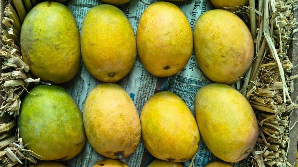 Rajapur Hapus Mango Festival Delhi | Maharashtra Sadan Konkan Alphonso Sale | Ratnagiri Hapus Mango Price | Fresh Konkan Mango Export Quality Rajapur Hapus Mango Festival Delhi | Maharashtra Sadan Konkan Alphonso Sale | Ratnagiri Hapus Mango Price | Fresh Konkan Mango Export Quality