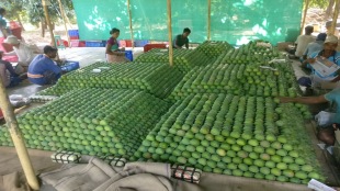 Kokan rain alert updates | Raygad mango farmers loss | Alibaug weather forecast | Maharashtra mango production crisis 2026