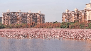 Flamingo habitats in Navi Mumbai | Thane District Wetland Committee report controversy | Mangrove Department opposition to wetland report | Environmental protection of TS Chanakya and NRI lake