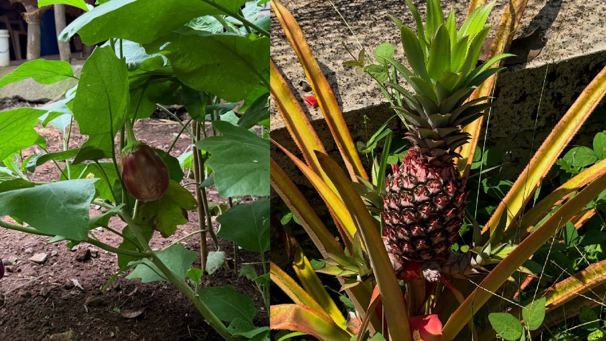ravi jadhav beautiful farmhouse at alibaug farming these fruits and veggies