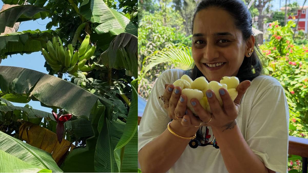 ravi jadhav beautiful farmhouse at alibaug farming these fruits and veggies