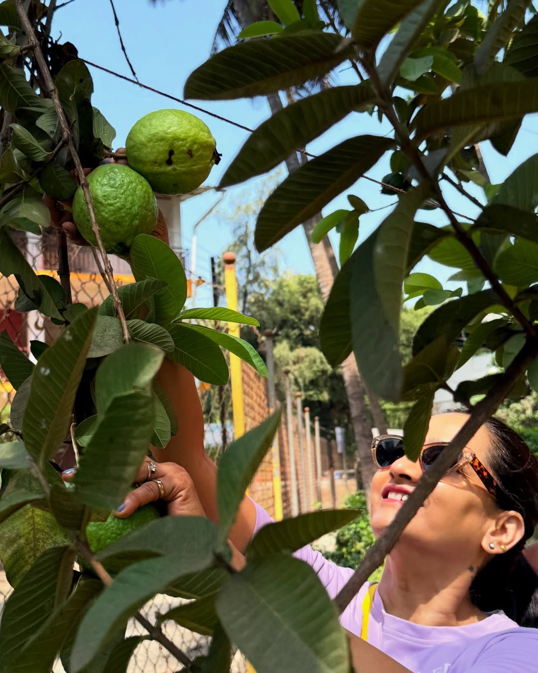 ravi jadhav beautiful farmhouse at alibaug farming these fruits and veggies
