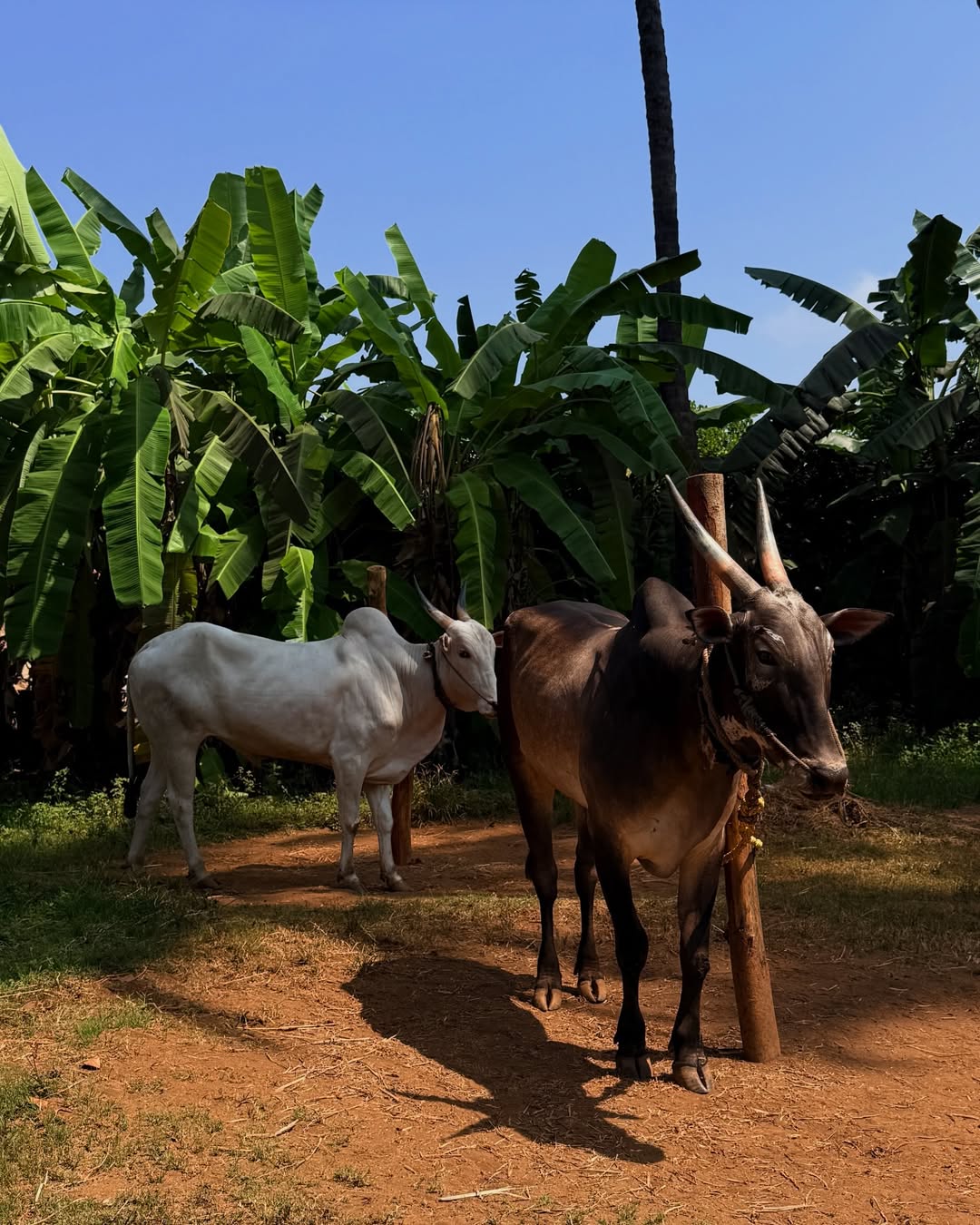 ravi jadhav beautiful farmhouse at alibaug farming these fruits and veggies