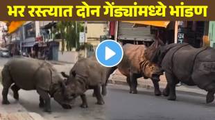 rhinos fight viral video
