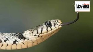 Climate Change Snakebite Risk