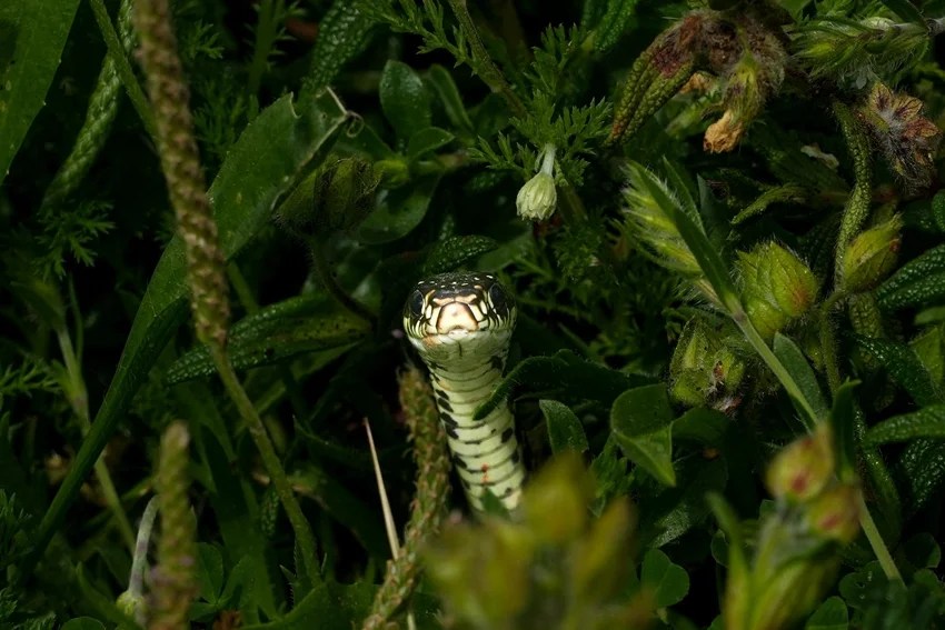 How to keep snakes away from home naturally, 10 plants that repel snakes