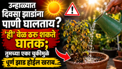 उन्हाळ्यात दिवसा झाडांना पाणी घालताय? ‘ही’ वेळ ठरू शकते घातक; तुमच्या एका चुकीमुळे पूर्ण झाड होईल खराब…