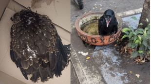 Thane heatwave impact on dogs and birds | ठाण्यात प्राण्यांना उष्माघाताचा त्रास | CAP Foundation Thane animal rescue | उष्माघातापासून भटक्या प्राण्यांचा बचाव