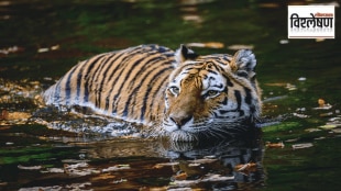Bengal Tiger infected with Canine Distemper Virus | Kanha National Park tiger deaths investigation | Wildlife conservation challenges in India | NTCA guidelines for tiger protection from virus