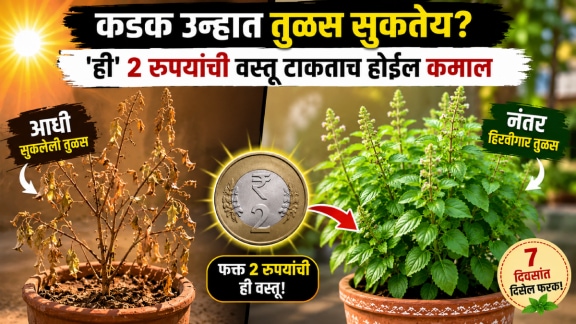 tulsi leaves dry in summer tulas khat for drying in summer drying tulsi leaves fertilizer to grow tulsi