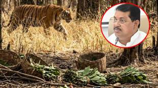 nagpur tiger attack sindewahi gunjewahi | vijay wadettiwar on maharashtra government | chandrapur district man animal conflict news | loksatta marathi news live updates