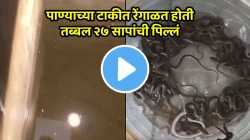 बापरे! पाण्याच्या टाकीत रेंगाळत होती तब्बल २७ सापांची पिल्लं, कुटुंब झालं भयभीत, पाहा धडकी भरवणारा VIDEO