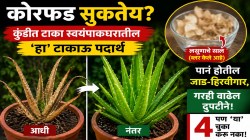 उन्हाळ्यात कोरफड सुकतेय? कुंडीत टाका स्वयंपाकघरातील ‘ही’ फुकटची गोष्ट; पानं होतील जाड-हिरवीगार, गरही वाढेल दुपटीने… पण ‘या’ ४ चुका करू नका!