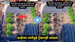 VIDEO: ‘शेवटी आईचं काळीज…’ पिल्लाला वाचवण्यासाठी ती शेतात नांगरणी करीत असलेल्या ट्रॅक्टरसमोर उभी राहिली, पुढे जे घडलं ते काळजाला भिडणारं