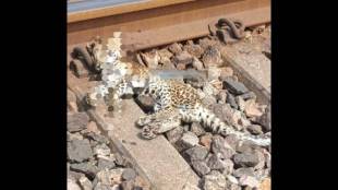 Chandrapur leopard death railway track | Ballarshah Kazipet train accident wildlife | Rajura forest leopard killed | Maharashtra wildlife safety accident news