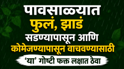 पावसाळ्यात फुलं, झाडं सडण्यापासून आणि कोमेजण्यापासून वाचवण्यासाठी ‘या’ गोष्टी फक्त लक्षात ठेवा