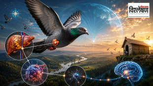 A pigeon flying across a landscape with scientific illustrations showing liver cells, nerve connections, magnetic field patterns, and a glowing brain, explaining how pigeons navigate long distances.