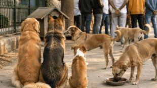 Hinganghat pet tax demand on foreign dogs | Wardha stray dog management proposal | Pitbull and Rottweiler regulation Maharashtra | Nisargasaathi Group Hinganghat environment activists