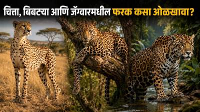 भारतात चित्ते आल्यानंतर वाढलेला गोंधळ; चित्ता, बिबट्या आणि जॅग्वारमधील नेमका फरक काय?