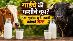 Cow Vs Buffalo Milk