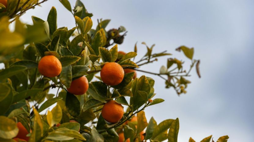 Dekopon Citrus