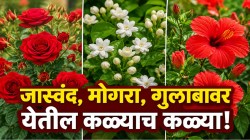 गुलाब, मोगरा असो की जास्वंद… १५ दिवसांत रोपाला येतील भरपूर कळ्या, स्वयंपाकघरातील ‘या’ ३ फुकटाच्या पदार्थांनी येतील फुलंच फुलं!