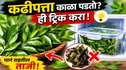 कढीपत्ता फ्रिजमध्ये ठेवला तरी काळा पडतो? फ्रिजमध्ये ठेवताना ‘हे’ करा; लवकर खराबच होणार नाही पानं, महिनोन महिने राहील हिरवागार!