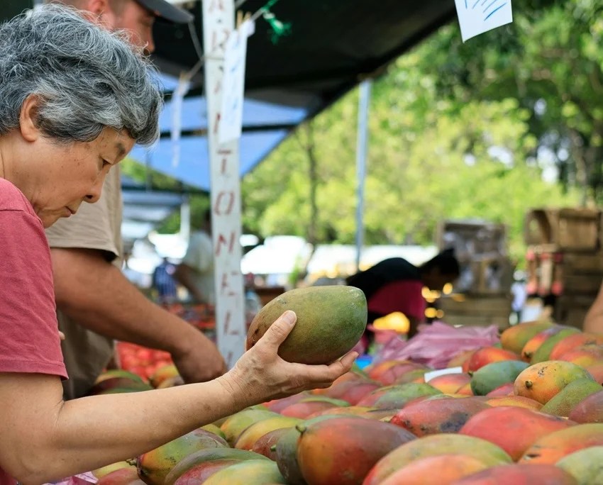 Japan banned Indian mangoes reason