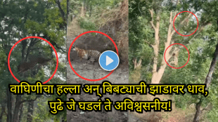 Tiger vs Leopard