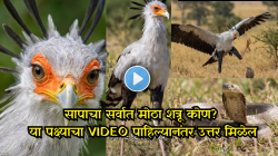 सापाला दंश करण्याची संधीच देत नाही! हा पक्षी लाथ मारून क्षणात करतो खेळ खल्लास, VIDEO पाहून नेटकरी थक्क