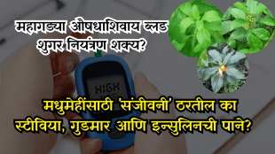 Will stevia gudmar and insulin leaves be a panacea for diabetes Read what Ayurvedic experts say