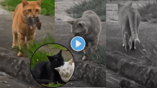Internet Melts as Cat Experiences Heartbreak in Emotional Viral Clip