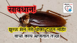 तुमच्या घराच्या काना-कोपऱ्यात मेलेली झुरळं आहेत का? वेळीच व्हा सावध, नाहीतर होईल अस्थमा दमा आणि अ‍ॅलर्जी!