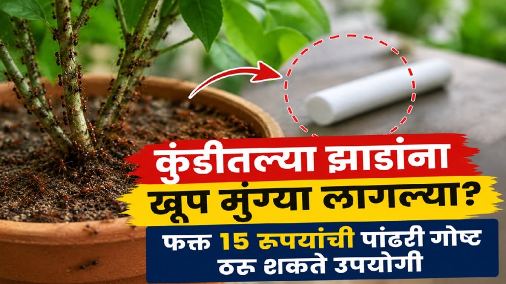 कुंडीतल्या मुंग्यांवर सोपा उपाय (Photo-AI Generated)
कुंडीतल्या मुंग्यांवर सोपा उपाय (Photo-AI Generated)