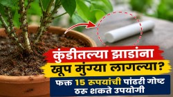 कुंडीतील रोपांमध्ये लाल-काळ्या मुंग्यांनी केलंय घर? १५ रुपयांची ‘ही’ एक पांढरी गोष्ट ठरेल गेम चेंजर; रोपं भराभर वाढून होतील हिरवीगार!