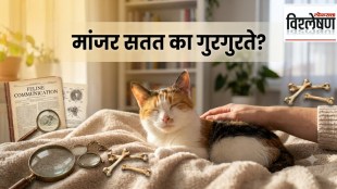 cat purring scientific reasons | cat behavior communication secrets | why do cats purr research | cat vocal cords fat pads anatomy
