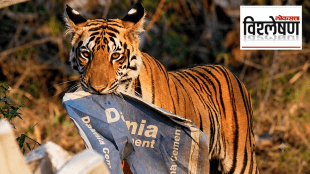 A close-up shot of a young tiger cub holding an empty blue Dalmia Cement sack in its mouth at Tadoba-Andhari Tiger Reserve; एक टायगर सिमेंटच्या पोत्यावर चघळत आहे