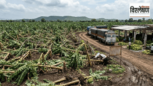 Jalgaon banana crop damage due to unseasonal rain | Raver banana farm losses Maharashtra | Burhanpur banana market price hike | Maharashtra agriculture news crisis 2026