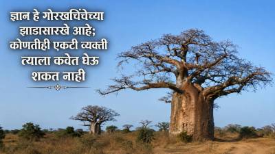 खोडात हजारो लीटर पाणी, सुपरफूड ते औषधे; ‘या’ झाडाला आफ्रिकेचा कल्पवृक्ष का म्हणतात?